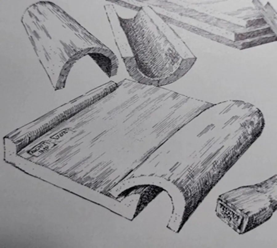 tegula
